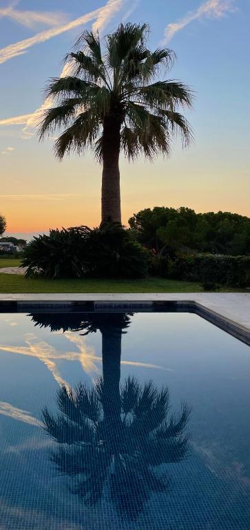 Palm tree and pool at sunset