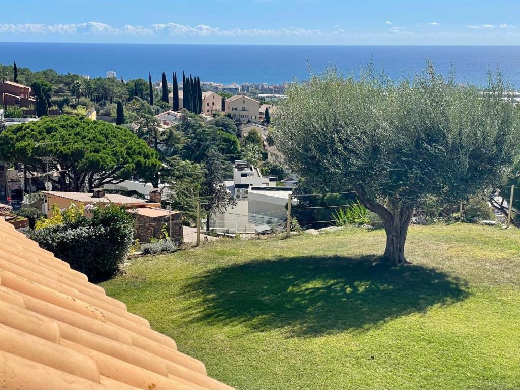 View from the garden